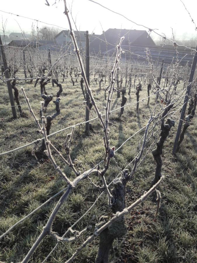 Ferienwohnung Weingut Will Und Wuerz Lemberger Schwaigern Exterior foto
