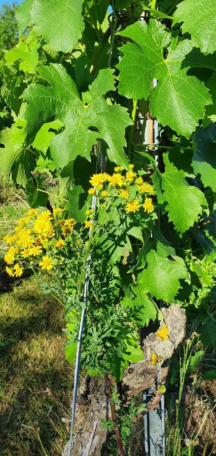 Ferienwohnung Weingut Will Und Wuerz Lemberger Schwaigern Exterior foto